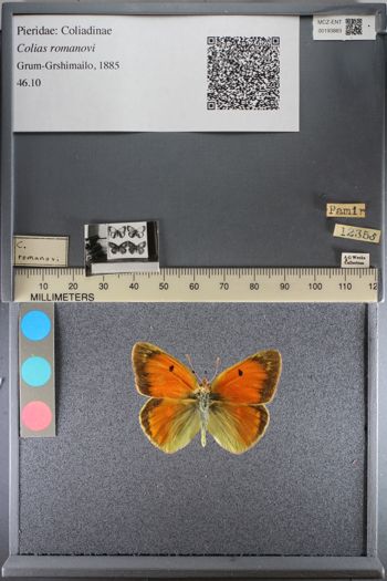 Media type: image;   Entomology 193883